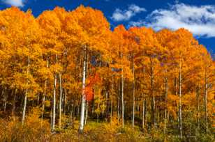 Aspens below Ohio Pass-2045 Aspens below Ohio Pass-2045